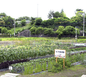 なごみ農園の写真